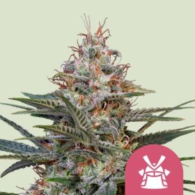 Royal Queen Seeds Royal - 3 feminisierte Samen