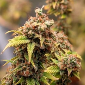 Royal Queen Seeds Royal - 3 feminisierte Samen