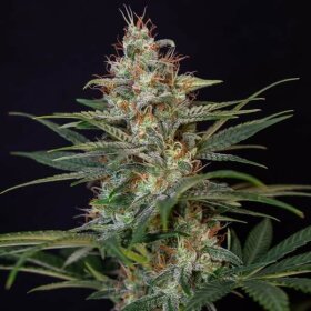 Royal Queen Seeds Royal - 3 feminisierte Samen