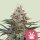 Royal Queen Seeds Royal - 3 feminisierte Samen