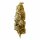 Royal Queen Seeds Royal - 3 feminisierte Samen