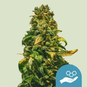 Royal Queen Seeds Solomatic AUTO CBD - 3 automated seeds