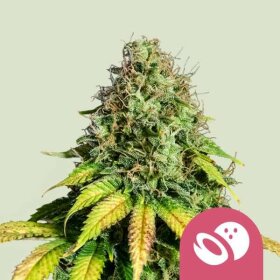 Royal Queen Seeds Somango XL - 3 feminized seeds