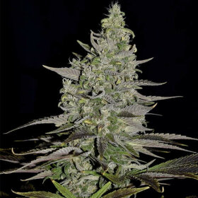 Royal Queen Seeds Somango XL - 3 feminisierte Samen