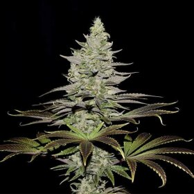 Royal Queen Seeds Somango XL - 3 feminisierte Samen