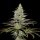 Royal Queen Seeds Somango XL - 3 feminisierte Samen