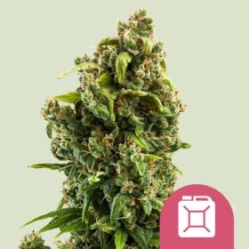 Royal Queen Seeds Sour Diesel - 3 feminisierte Samen