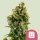 Royal Queen Seeds Sour Diesel - 3 feminisierte Samen