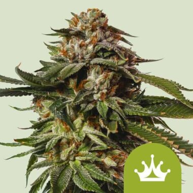 Royal Queen Seeds Special Queen #1 AUTO - 3 autoflowering...