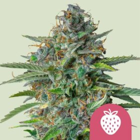 Royal Queen Seeds Strawberry Cough - 3 feminized seeds