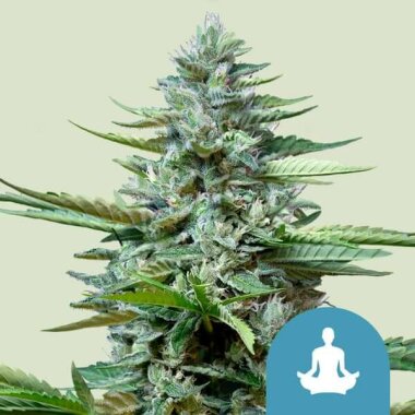 Royal Queen Seeds Stress Killer AUTO CBD - 3...