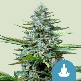 Royal Queen Seeds Stress Killer AUTO CBD - 3 automated seeds