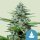 Royal Queen Seeds Stress Killer AUTO CBD - 3 automatisierte Samen