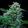 Royal Queen Seeds Stress Killer AUTO CBD - 3 automatisierte Samen