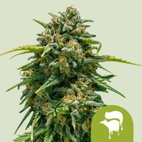 Royal Queen Seeds Sweet Skunk AUTO - 3 automated seeds