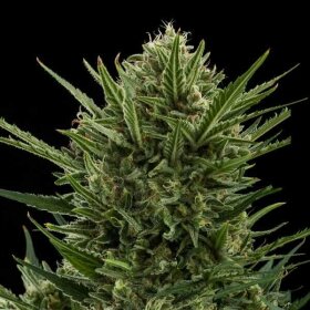 Royal Queen Seeds Sweet Skunk AUTO - 3 autoflowering Samen