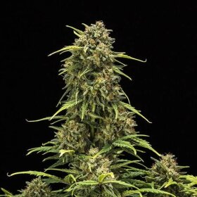 Royal Queen Seeds Sweet Skunk AUTO - 3 autoflowering Samen