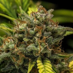 Royal Queen Seeds Sweet Skunk AUTO - 3 autoflowering Samen