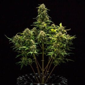 Royal Queen Seeds Sweet Skunk AUTO - 3 autoflowering Samen