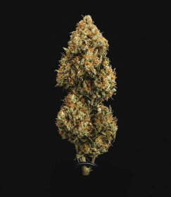 Royal Queen Seeds Sweet Skunk AUTO - 3 automatisierte Samen