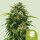 Royal Queen Seeds Sweet Skunk AUTO - 3 autoflowering Samen