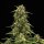 Royal Queen Seeds Sweet Skunk AUTO - 3 autoflowering Samen