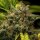 Royal Queen Seeds Sweet Skunk AUTO - 3 autoflowering Samen