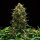 Royal Queen Seeds Sweet Skunk AUTO - 3 autoflowering Samen