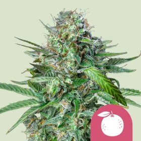 Royal Queen Seeds Tangie - 3 feminisierte Samen