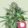 Royal Queen Seeds Tangie - 3 feminisierte Samen