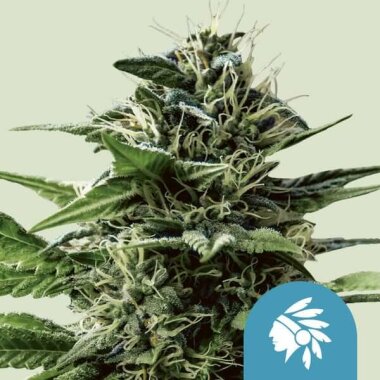 Royal Queen Seeds Tatanka Pure CBD - 3 feminisierte Samen