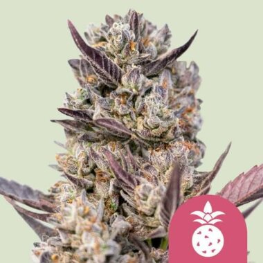 Royal Queen Seeds Tropicana Cookies Purple - 3...