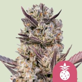 Royal Queen Seeds Tropicana Cookies Purple - 3 feminisierte Samen