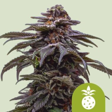 Royal Queen Seeds Tropicana Cookies Purple AUTO - 3...