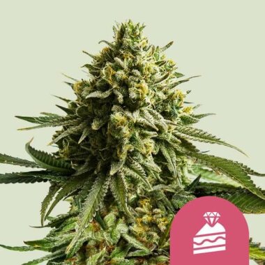 Royal Queen Seeds Wedding Cake - 3 feminisierte Samen