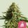 Royal Queen Seeds Wedding Cake - 3 feminisierte Samen