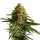 Royal Queen Seeds Wedding Cake - 3 feminisierte Samen