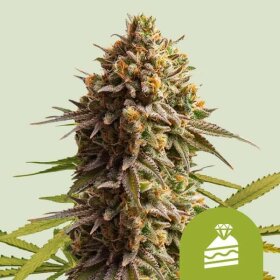 Royal Queen Seeds Wedding Cake AUTO - 3 autoflowering Samen