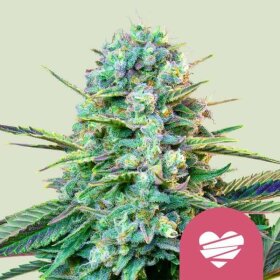 Royal Queen Seeds Wedding Crasher - 3 feminisierte Samen