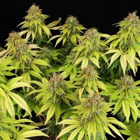 Royal Queen Seeds Wedding Crasher - 3 feminisierte Samen