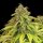 Royal Queen Seeds Wedding Crasher - 3 feminisierte Samen