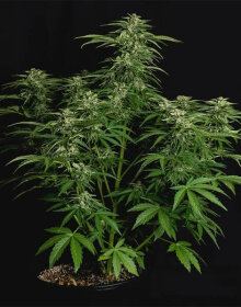 Royal Queen Seeds Apollo F1 AUTO - 3 automatisierte Samen