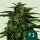 Royal Queen Seeds Apollo F1 AUTO - 3 automatisierte Samen