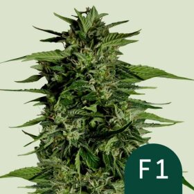 Royal Queen Seeds Hyperion F1 AUTO - 3 automatisierte Samen