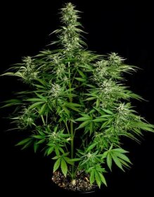 Royal Queen Seeds Hyperion F1 AUTO - 3 automatisierte Samen