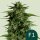 Royal Queen Seeds Hyperion F1 AUTO - 3 automatisierte Samen