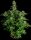 Royal Queen Seeds Hyperion F1 AUTO - 3 automatisierte Samen