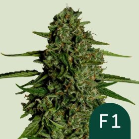 Royal Queen Seeds Medusa F1 AUTO - 3 automatisierte Samen