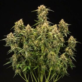 Royal Queen Seeds Medusa F1 AUTO - 3 automatisierte Samen