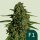 Royal Queen Seeds Medusa F1 AUTO - 3 automatisierte Samen